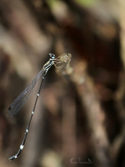 Protosticta gravelyi