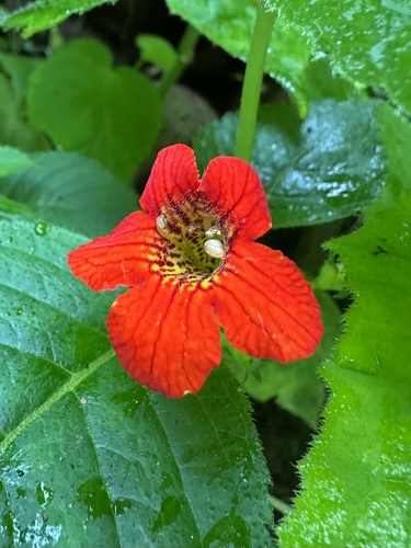 Achimenes antirrhina, photograph 4