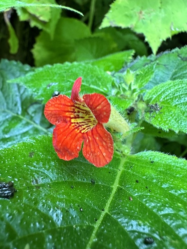 Achimenes antirrhina, photograph 5