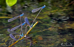 Archibasis oscillans