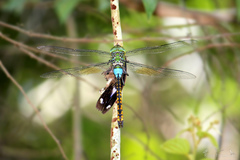 Anax indicus