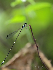 Protosticta gravelyi