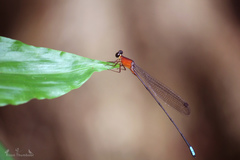 Indosticta deccanensis
