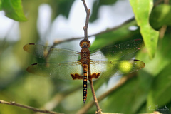 Hydrobasileus croceus