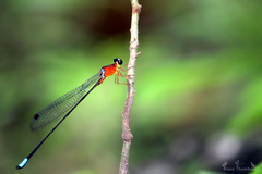 Indosticta deccanensis