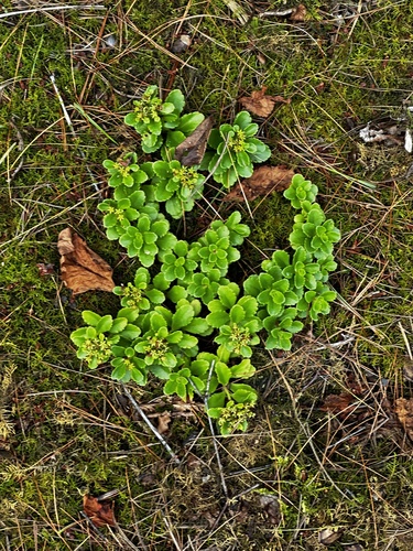 Phedimus ellacombeanus