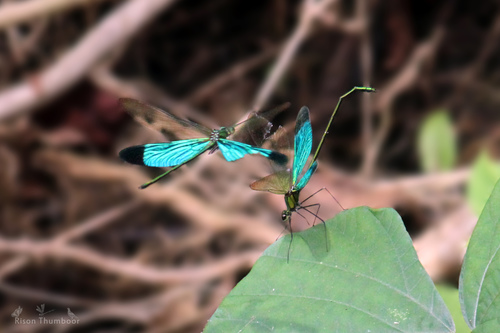 Green Metalwing photo 4