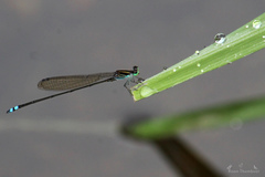 Pseudagrion indicum