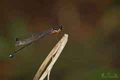 Indosticta deccanensis