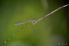 Protosticta gravelyi