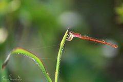 Agriocnemis keralensis