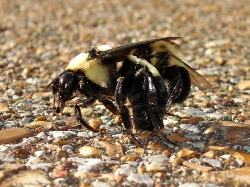 Southern Plains Bumble Bee photographed in Tennessee