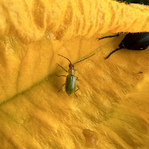 Mexican Corn Rootworm