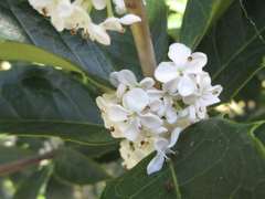 Osmanthus fragrans