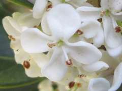 Osmanthus fragrans