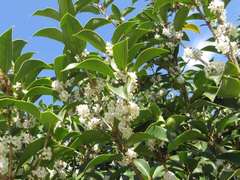 Osmanthus fragrans