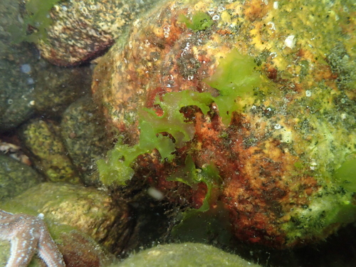 Ulva linza observed 2025-08-14