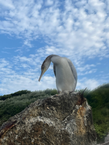 Cormorán moñudo (Gulosus aristotelis)