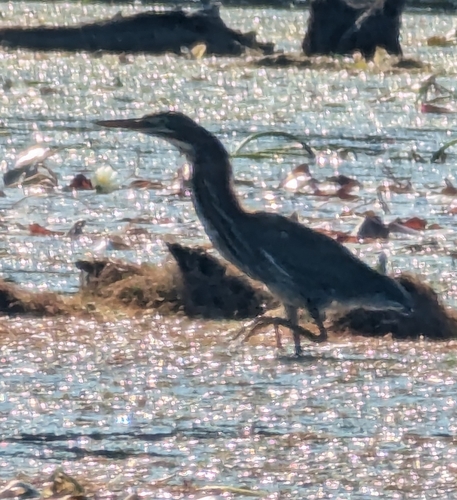 Green Heron