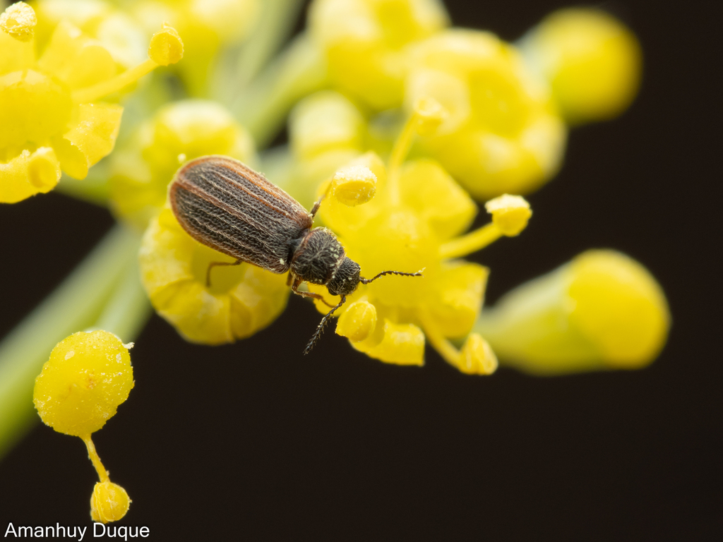 Melyrosoma flavescens