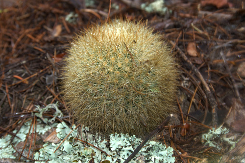 Mammillaria densispina