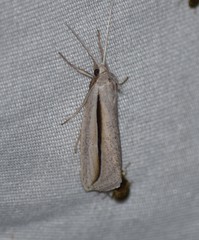 Doryodes tenuistriga