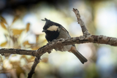 Periparus rubidiventris