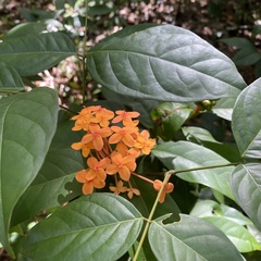 Ixora javanica