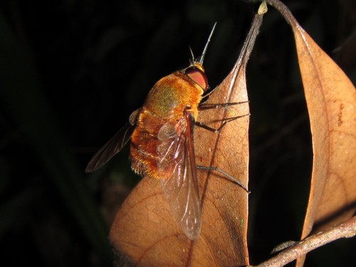 Eristalopsis