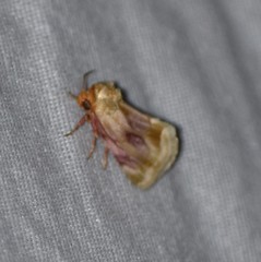 Chamaeclea basiochrea