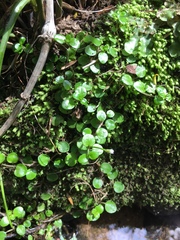 Epilobium nerteroides