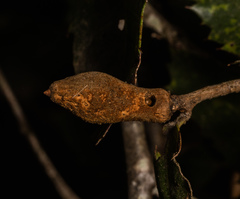 Heteroecus melanoderma