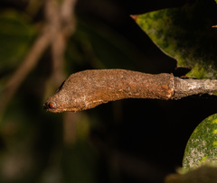 Heteroecus melanoderma