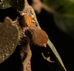 Heteroecus melanoderma