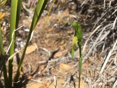 Pterostylis tasmanica