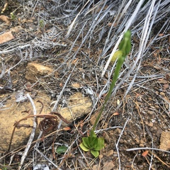Pterostylis tasmanica