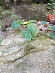 Heuchera missouriensis