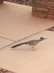 Geococcyx californianus