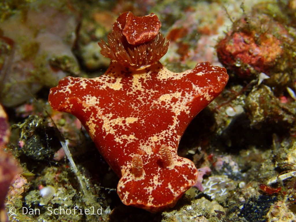 Slender ceratosoma nudibranch
