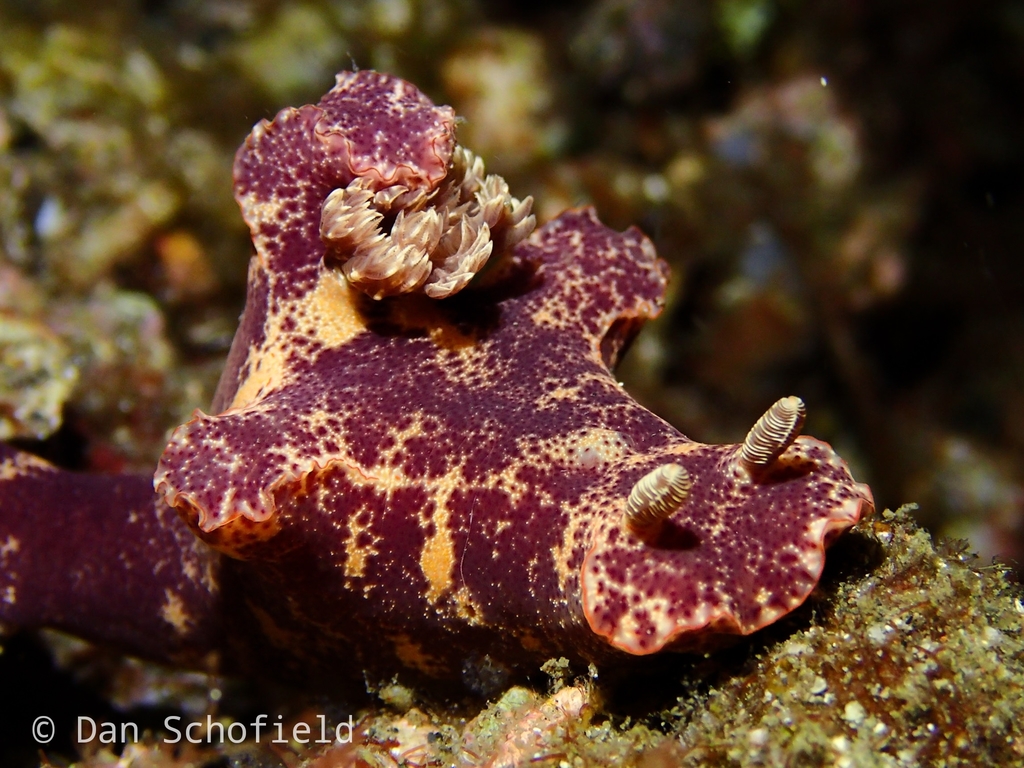 Slender ceratosoma nudibranch