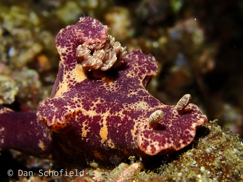 Slender ceratosoma nudibranch