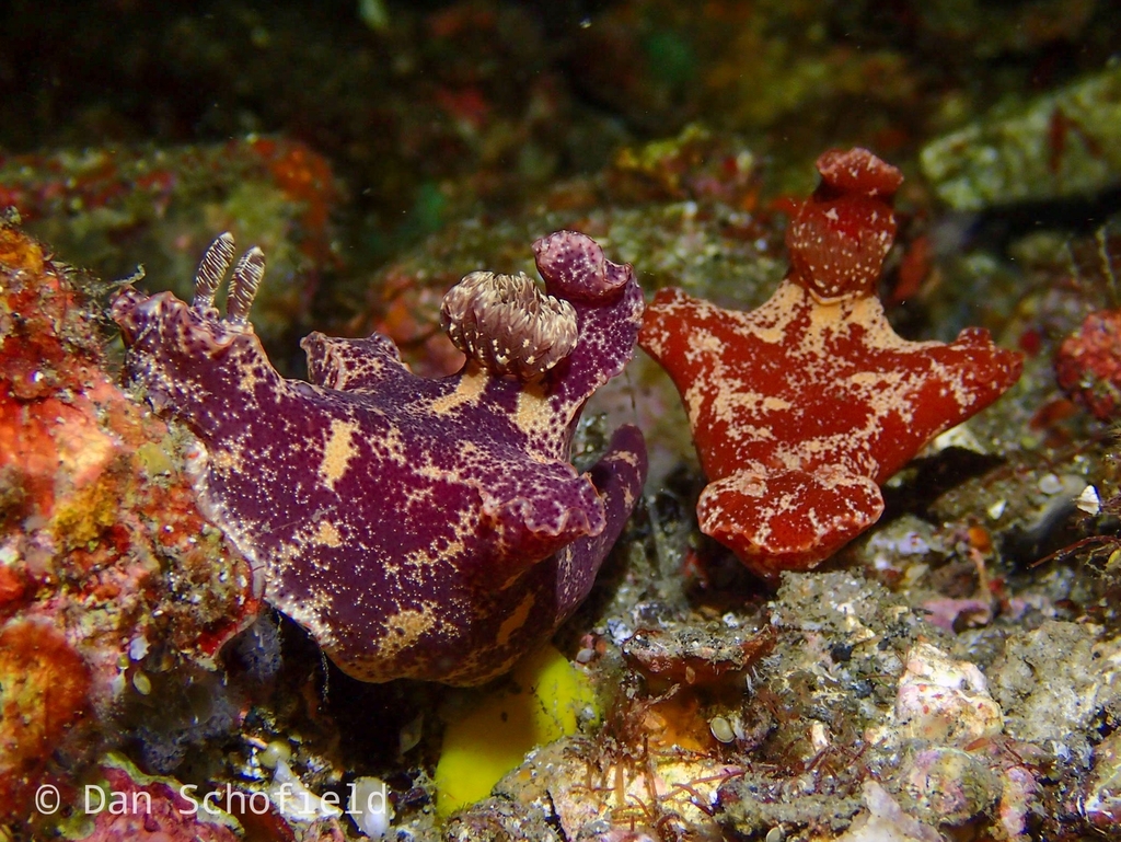 Slender ceratosoma nudibranch
