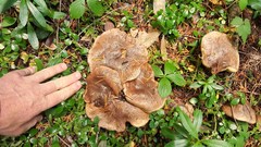 Suillus punctatipes