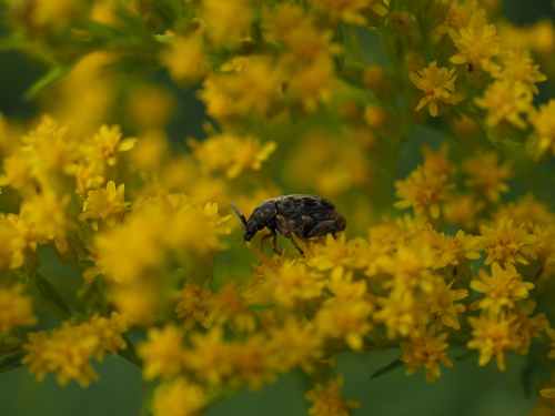 Asiatischer Gleditschien-Samenkäfer