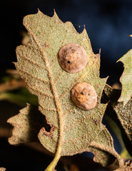 Paracraspis guadaloupensis