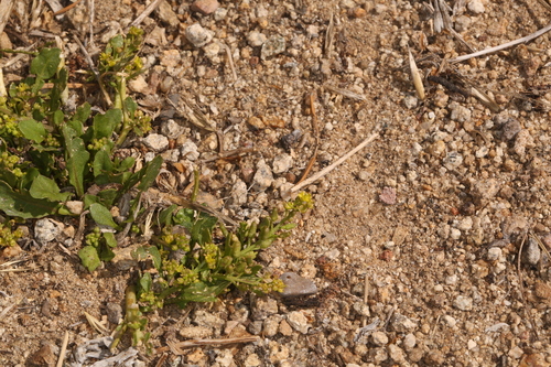 Rocky Mountain Yellowcress (Rorippa curvipes)