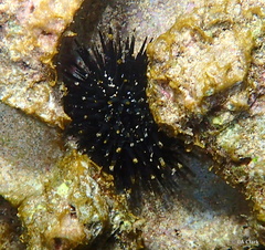 Echinothrix diadema