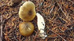 Tricholoma arvernense
