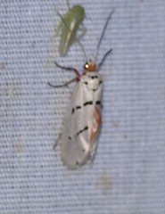 Enaemia atrolinea