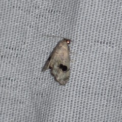 Abablemma duomaculata